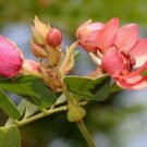 Cassia Roxburghii Ceylon Senna Roxburgh S Or Red Cassia 5 Seeds Fast Growing Cassia Roxburghii Ceylon Senna Roxburgh S Or Red Cassia 5 Seeds Fast Growing