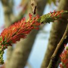 Acrocarpus Fraxinifolius Pink Cedar Indian Or Australian Ash 10 Seeds Fast Growing Acrocarpus Fraxinifolius Pink Cedar Indian Or Australian Ash 10 Seeds Fast Growing