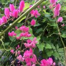Antigonon Leptopus Coralita Bee Bush Coral Vine 5 Seeds Fast Growing Antigonon Leptopus Coralita Bee Bush Coral Vine 5 Seeds Fast Growing