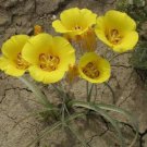 Calochortus Aureus Golden Mariposa Lily 10 Seeds Fast Growing Calochortus Aureus Golden Mariposa Lily 10 Seeds Fast Growing