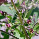 Scrophularia Umbrosa Water Betony Water Figwort 50 Seeds Fast Growing Scrophularia Umbrosa Water Betony Water Figwort 50 Seeds Fast Growing