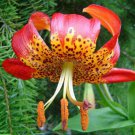 Lilium Pardalinum Leopard Lily Panther Lily 10 Seeds Fast Growing Lilium Pardalinum Leopard Lily Panther Lily 10 Seeds Fast Growing