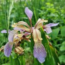 Iris Foetidissima Stinking Iris Roast Beef Plant 5 Seeds Fast Growing Iris Foetidissima Stinking Iris Roast Beef Plant 5 Seeds Fast Growing