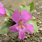 Diplacus Cusickii Cusick S Monkeyflower 20 Seeds Fast Growing Diplacus Cusickii Cusick S Monkeyflower 20 Seeds Fast Growing