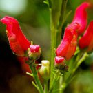 Scrophularia Macrantha Redbirds In A Tree 20 Seeds Fast Growing Scrophularia Macrantha Redbirds In A Tree 20 Seeds Fast Growing