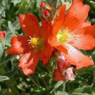 Sphaeralcea Coccinea Scarlet Globemallow Copper Mallow 10 Seeds Fast Growing Sphaeralcea Coccinea Scarlet Globemallow Copper Mallow 10 Seeds Fast Growing