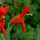Erythranthe Cardinalis Scarlet Or Crimson Monkeyflower 50 Seeds Fast Growing Erythranthe Cardinalis Scarlet Or Crimson Monkeyflower 50 Seeds Fast Growing