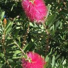 Callistemon Salignus Eureka Pink Bottlebrush 50 Seeds Fast Growing Callistemon Salignus Eureka Pink Bottlebrush 50 Seeds Fast Growing