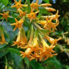 Cestrum Auriculatum Orange Peel Or Zest 5 Seeds Fast Growing Cestrum Auriculatum Orange Peel Or Zest 5 Seeds Fast Growing