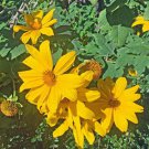 Tithonia Diversifolia Tree Marigold 10 Seeds Fast Growing Tithonia Diversifolia Tree Marigold 10 Seeds Fast Growing