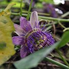 Passiflora Seemannii Seemann S Passion Flower 5 Seeds Fast Growing