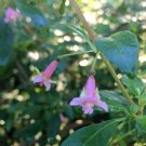 Fuchsia Microphylla Ssp Microphylla Small Leaf Fuchsia 10 Seeds Fast Growing Fuchsia Microphylla Ssp Microphylla Small Leaf Fuchsia 10 Seeds Fast Growing