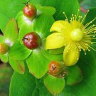 Hypericum Uralum St John S Wort 50 Seeds Fast Growing Hypericum Uralum St John S Wort 50 Seeds Fast Growing