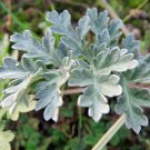 Artemisia Absinthium Grand Wormwood Mugwort 20 Seeds Fast Growing Artemisia Absinthium Grand Wormwood Mugwort 20 Seeds Fast Growing