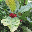 Pentagonia Macrophylla Large Leaved Pentagonia 5 Seeds Fast Growing Pentagonia Macrophylla Large Leaved Pentagonia 5 Seeds Fast Growing