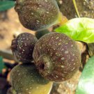 Ficus Auriculata Roxburgh Fig Broad Leaf Fig 20 Seeds Fast Growing
