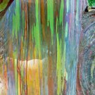 Eucalyptus Deglupta Rainbow Eucalyptus 100 Seeds Fast Growing Eucalyptus Deglupta Rainbow Eucalyptus 100 Seeds Fast Growing