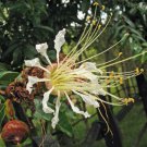Lafoensia Acuminata Colombian Pinwheel Tree 10 Seeds Fast Growing Lafoensia Acuminata Colombian Pinwheel Tree 10 Seeds Fast Growing