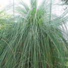 Xanthorrhoea Preissii Balga Western Australian Grass Tree 10 Seeds Fast Growing Xanthorrhoea Preissii Balga Western Australian Grass Tree 10 Seeds Fast Growing
