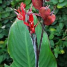 Canna Paniculata Canna Lily 5 Seeds Fast Growing Canna Paniculata Canna Lily 5 Seeds Fast Growing