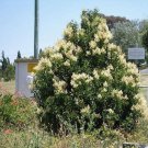 Ligustrum Lucidum Chinese Glossy Or Wax Leaf Privet 100 Seeds Fast Growing Ligustrum Lucidum Chinese Glossy Or Wax Leaf Privet 100 Seeds Fast Growing