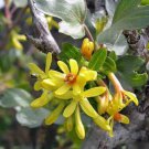 Ribes Aureum Buffalo Clove Or Golden Currant Pruterberry 10 Seeds Fast Growing Ribes Aureum Buffalo Clove Or Golden Currant Pruterberry 10 Seeds Fast Growing