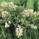 Baptisia Bracteata Var Leucophaea Cream Wild Indigo 5 Seeds Fast Growing Baptisia Bracteata Var Leucophaea Cream Wild Indigo 5 Seeds Fast Growing