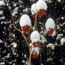 Viburnum Trilobum American Cranberrybush Crampbark Tree 20 Seeds Fast Growing