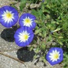 Convolvulus Tricolor Dwarf Morning Glory Blue Ensign 25 Seeds Fast Growing Convolvulus Tricolor Dwarf Morning Glory Blue Ensign 25 Seeds Fast Growing