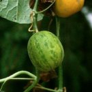 Cucumis Melo Argestis Wild Melon Cai Gua Kachari 10 Seeds Fast Growing Cucumis Melo Argestis Wild Melon Cai Gua Kachari 10 Seeds Fast Growing