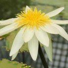 Nymphaea Ampla Dotleaf Waterlily White Lotus White Water Lily 10 Seeds Fast Growing Nymphaea Ampla Dotleaf Waterlily White Lotus White Water Lily 10 Seeds Fast Growing