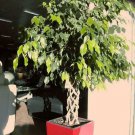 Ficus Benjamina Weeping Or Benjamin Fig Chinese Banyan 500 Seeds Fast Growing