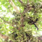 Ficus Racemosa Cluster Or Indian Fig Tree Audumbara 100 Seeds Fast Growing