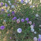 Melaleuca Nesophila Showy Honey Myrtle 50 Seeds Fast Growing Melaleuca Nesophila Showy Honey Myrtle 50 Seeds Fast Growing