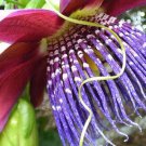 Passiflora Quadrangularis Giant Granadilla Giant Tumbo Badea 10 Seeds Fast Growing Passiflora Quadrangularis Giant Granadilla Giant Tumbo Badea 10 Seeds Fast Growing