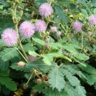 Mimosa Pudica Sensitive Or Sleepy Plant 150 Seeds Fast Growing Mimosa Pudica Sensitive Or Sleepy Plant 150 Seeds Fast Growing