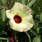 Hibiscus Sabdariffa Yellow Flower Roselle Karkadeh Pundi Palle 10 Seeds Fast Growing Hibiscus Sabdariffa Yellow Flower Roselle Karkadeh Pundi Palle 10 Seeds Fast Growing