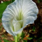Clitoria Ternatea Single White Butterfly Pea 25 Seeds Fast Growing Clitoria Ternatea Single White Butterfly Pea 25 Seeds Fast Growing