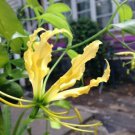Gloriosa Superba Lutea Flame Or Climbing Lily 25 Seeds Fast Growing Gloriosa Superba Lutea Flame Or Climbing Lily 25 Seeds Fast Growing