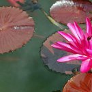 Nymphaea Rubra Red Cup Red Flare 10 Seeds Fast Growing Nymphaea Rubra Red Cup Red Flare 10 Seeds Fast Growing