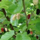 Morus Nigra Blackberry Black Mulberry Persian Mulberry 10 Seeds Fast Growing Morus Nigra Blackberry Black Mulberry Persian Mulberry 10 Seeds Fast Growing