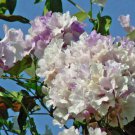 Cydista Aequinoctialis False Garlic Garlic Vine Guard Withe 10 Seeds Fast Growing Cydista Aequinoctialis False Garlic Garlic Vine Guard Withe 10 Seeds Fast Growing