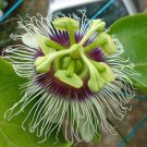 Passiflora Edulis Orange Giant Passion Flower 10 Seeds Fast Growing Passiflora Edulis Orange Giant Passion Flower 10 Seeds Fast Growing