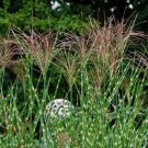 Miscanthus Sinensis ‘Zebrinus’ Zebra Grass 40 Seeds Fast Growing Miscanthus Sinensis ‘Zebrinus’ Zebra Grass 40 Seeds Fast Growing