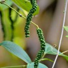 Piper Nigrum Black Pepper Piper 20 Seeds Fast Growing Piper Nigrum Black Pepper Piper 20 Seeds Fast Growing