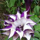 Datura Metel Double Purple Horn Of Plenty 10 Seeds Fast Growing Datura Metel Double Purple Horn Of Plenty 10 Seeds Fast Growing