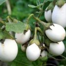 Solanum Ovigerum Easter Egg Plant 10 Seeds Fast Growing Solanum Ovigerum Easter Egg Plant 10 Seeds Fast Growing