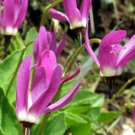 Dodecatheon Austrofrigidum Frigid Shooting Star Tundra Shootingstar 20 See Fast Growing Dodecatheon Austrofrigidum Frigid Shooting Star Tundra Shootingstar 20 See Fast Growing