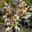 Dudleya Lanceolata Lanceleaf Liveforever 50 Seeds Fast Growing Dudleya Lanceolata Lanceleaf Liveforever 50 Seeds Fast Growing