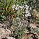 Allium Macropetalum Desert Onion Lily Largeflower Wild Onion 10 Seeds Fast Growing Allium Macropetalum Desert Onion Lily Largeflower Wild Onion 10 Seeds Fast Growing